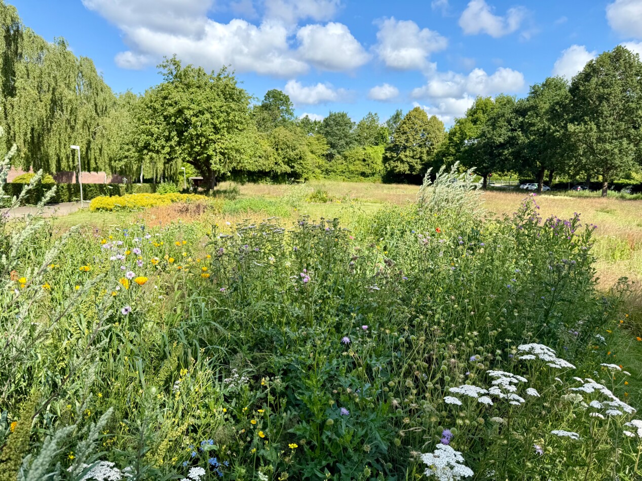 Vejlby kirke biodiversitet..jpeg